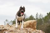 AMSTAFF ADULT 096